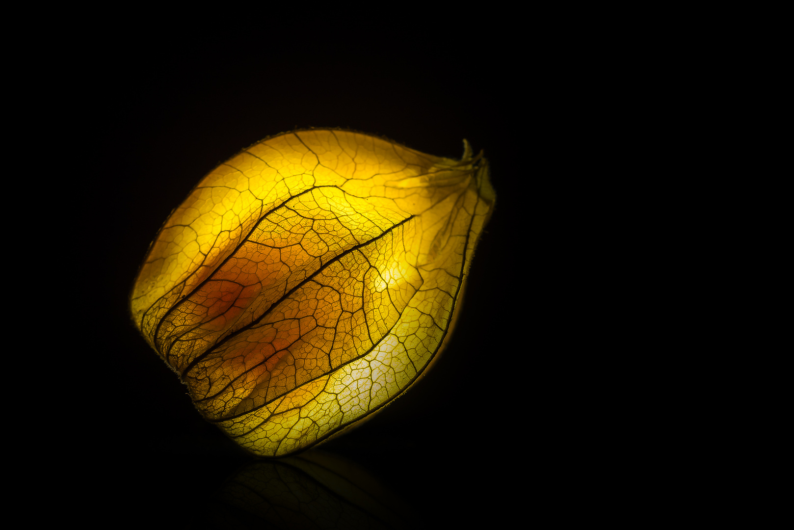 glowing Physalis