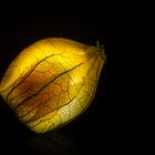 glowing Physalis