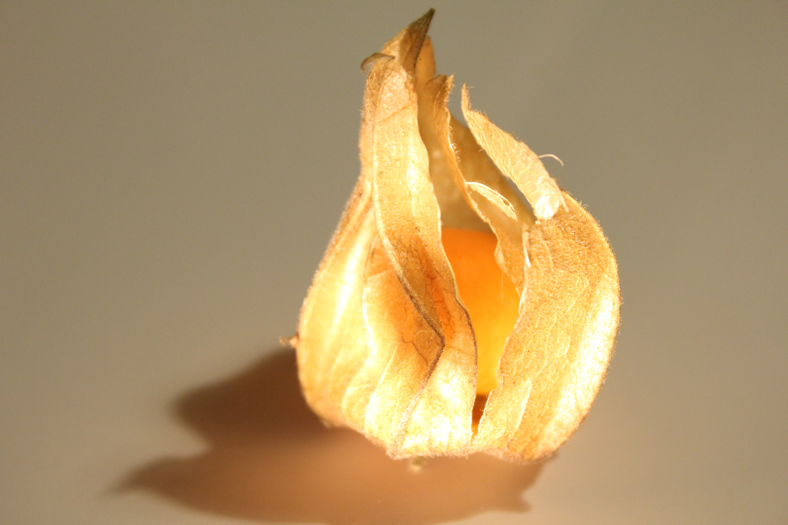 Glowing Physalis