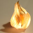 Glowing Physalis