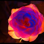 glowing rose (3)