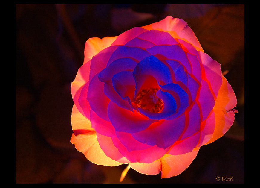 glowing rose (3)