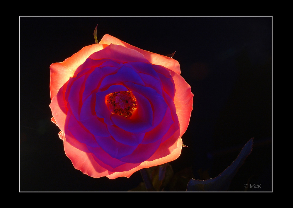 glowing rose (4)