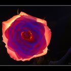 glowing rose (4)