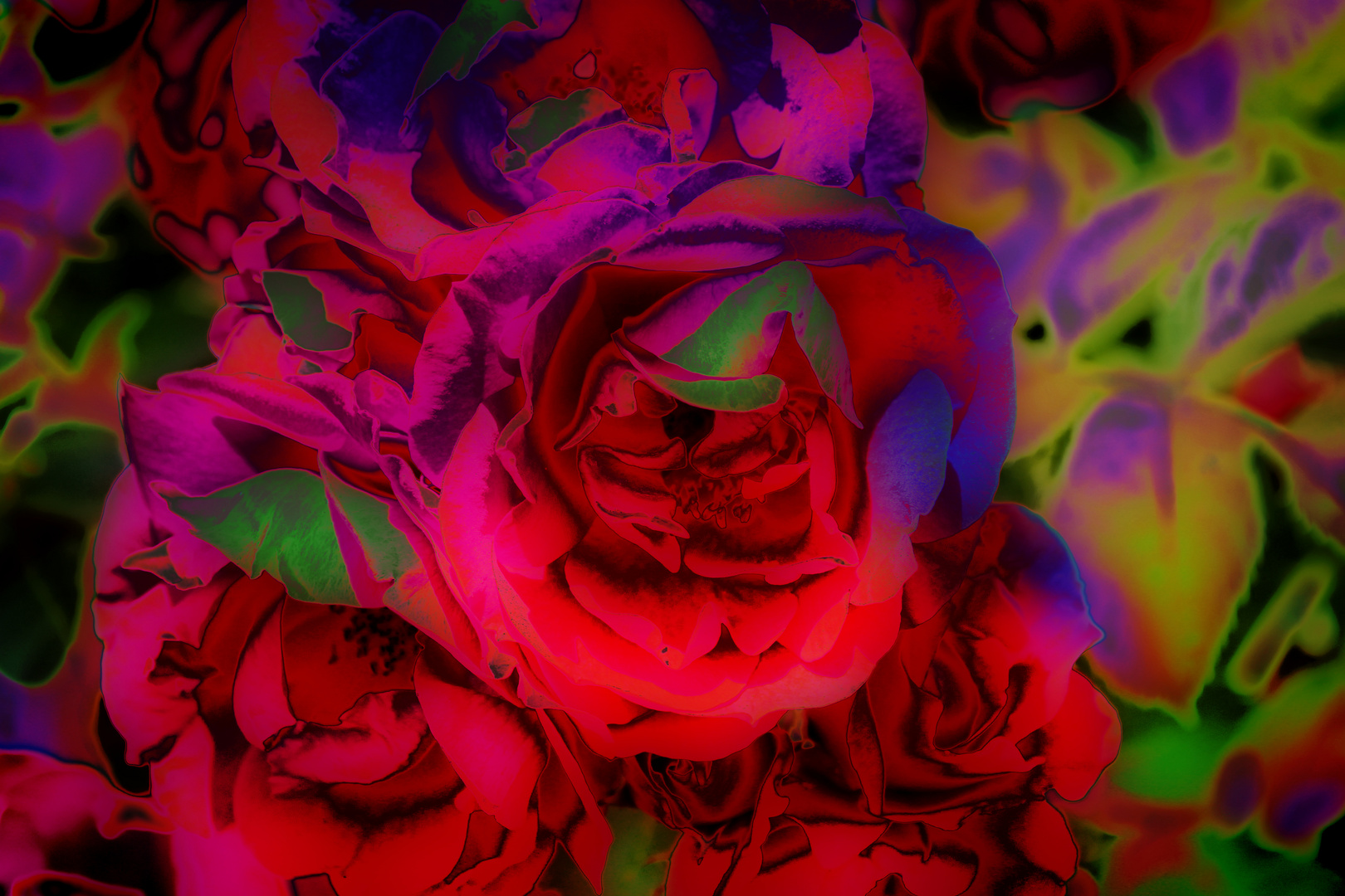 Glowing Roses