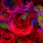 Glowing Roses