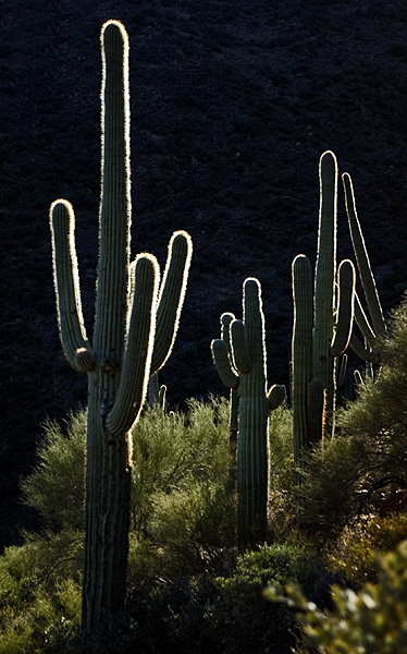 Glowing Saguaros