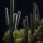 Glowing Saguaros