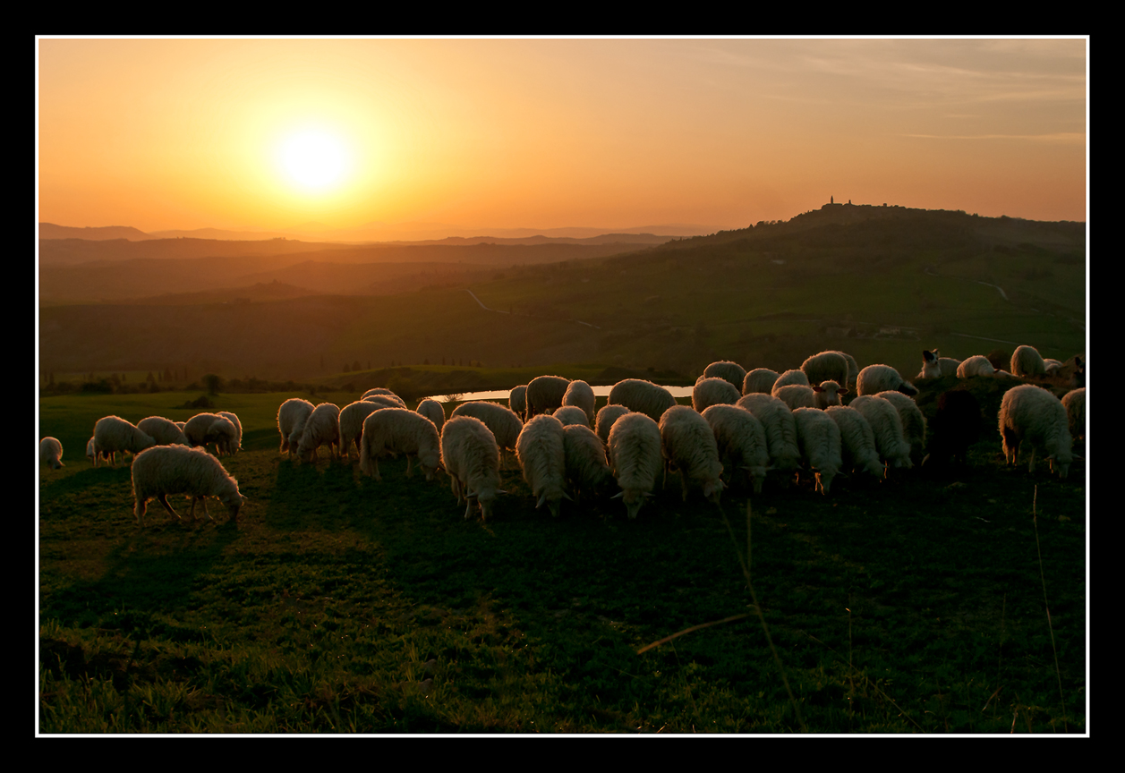 Glowing Sheeps