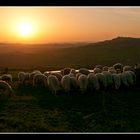 Glowing Sheeps