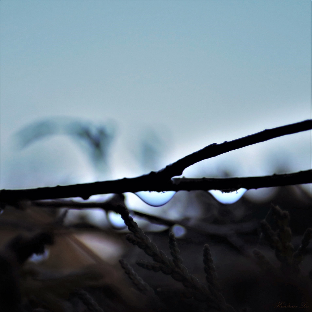 glowing snowdrops