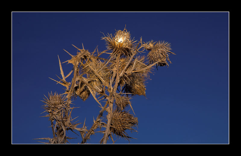 Glowing thistle