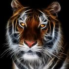 Glowing Tiger