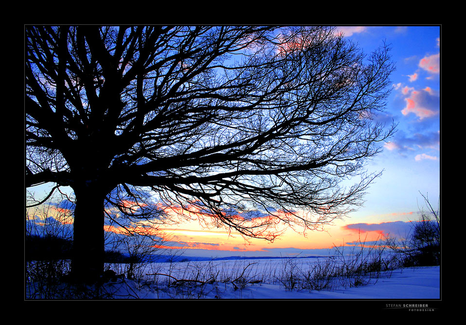 [ GLOWING TREE ]