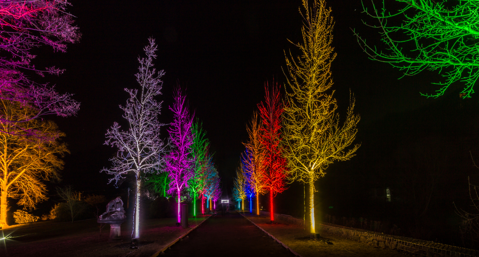 Glowing Trees