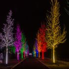 Glowing Trees