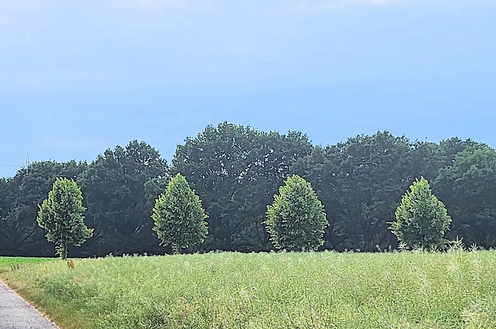 glowing trees