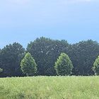 glowing trees