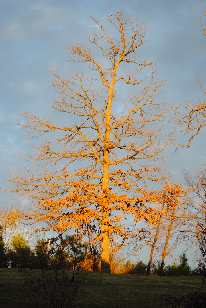 Glowing Trees