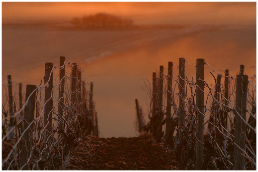 Glowing vineyard