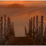 Glowing vineyard