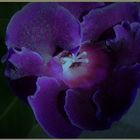 Gloxinia