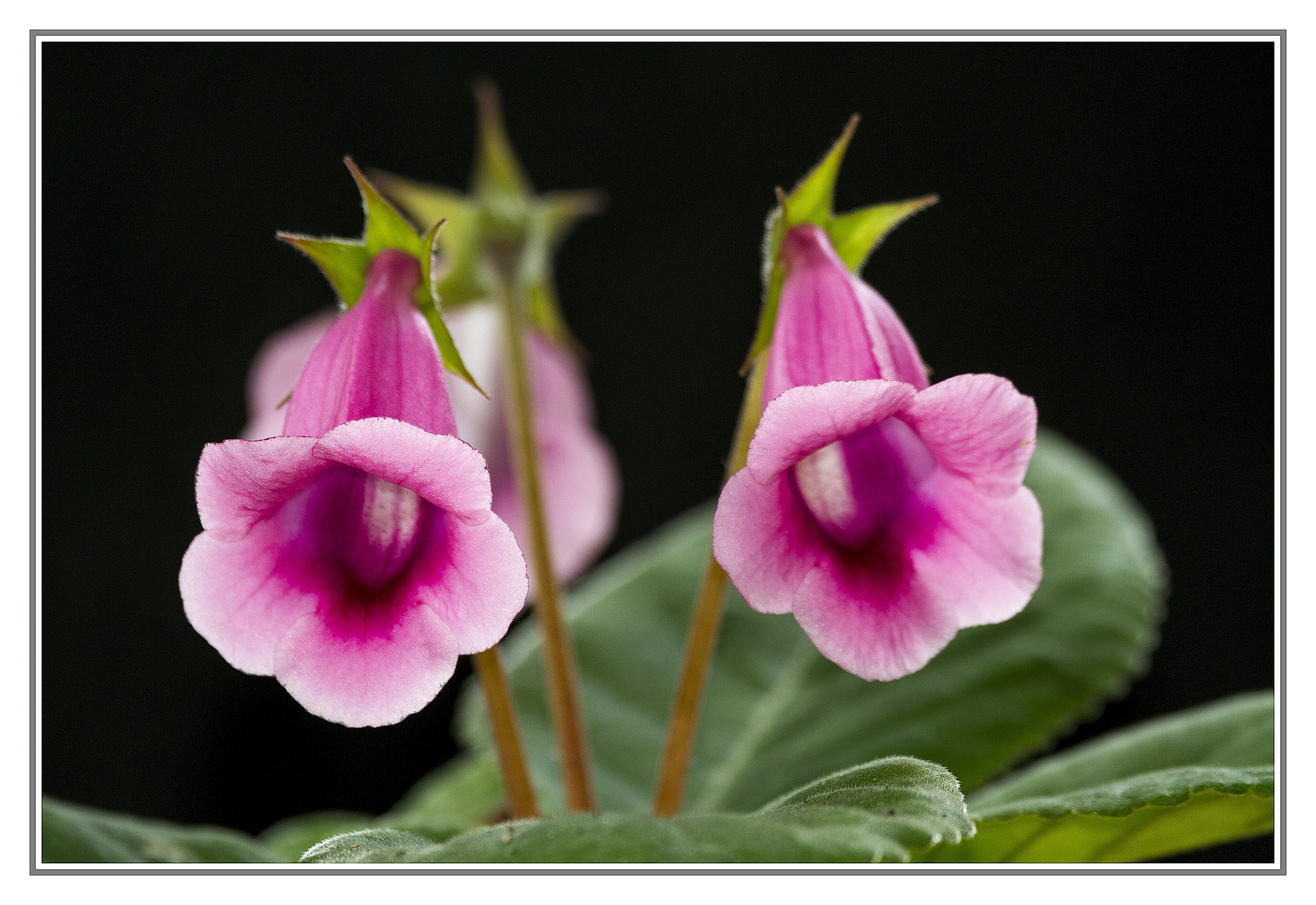 Gloxinia