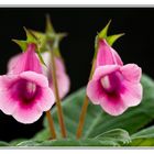 Gloxinia