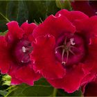 Gloxinia élégant rouge  --  Sinningia speciosa