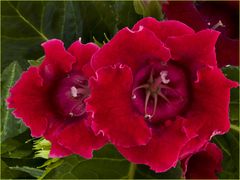 Gloxinia élégant rouge  --  Sinningia speciosa
