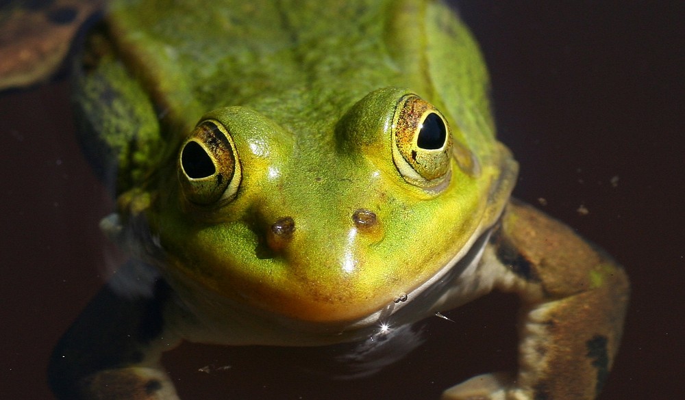 Glubsch-Augen???