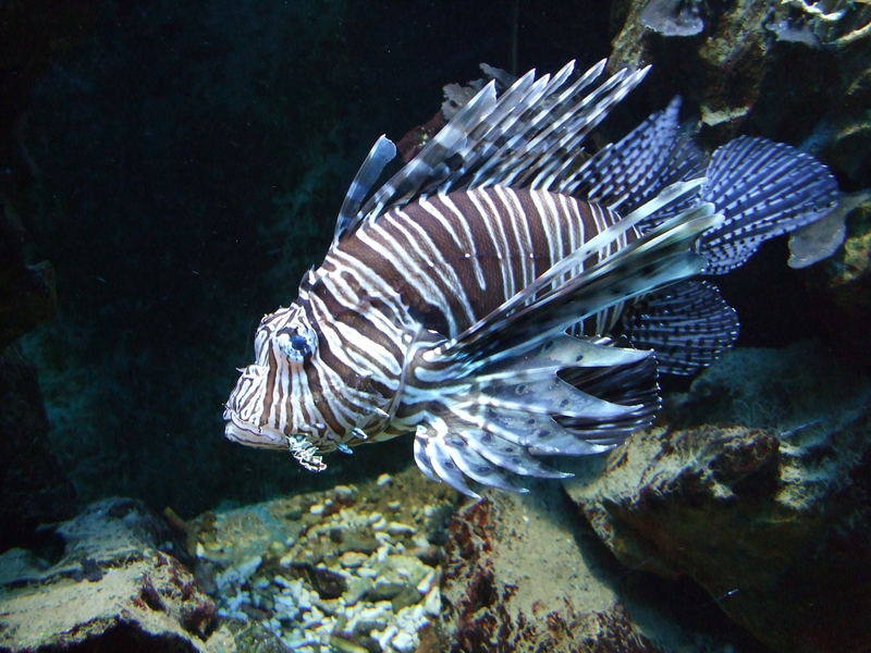 glubschäugiger gestreifter fisch mit zahlreichen eigenartigen spitzen flossen