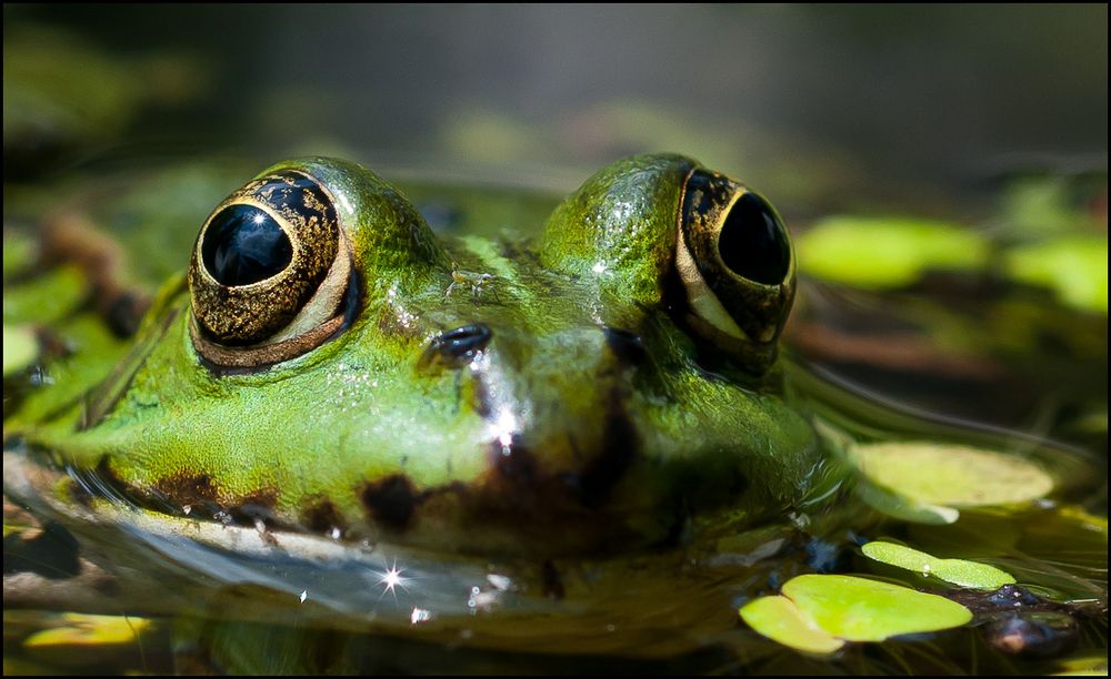 Froschaugen und Bokehkreise I Foto & Bild  nah- & makro, tiere, zoo,  wildpark & falknerei Bilder auf fotocommunity