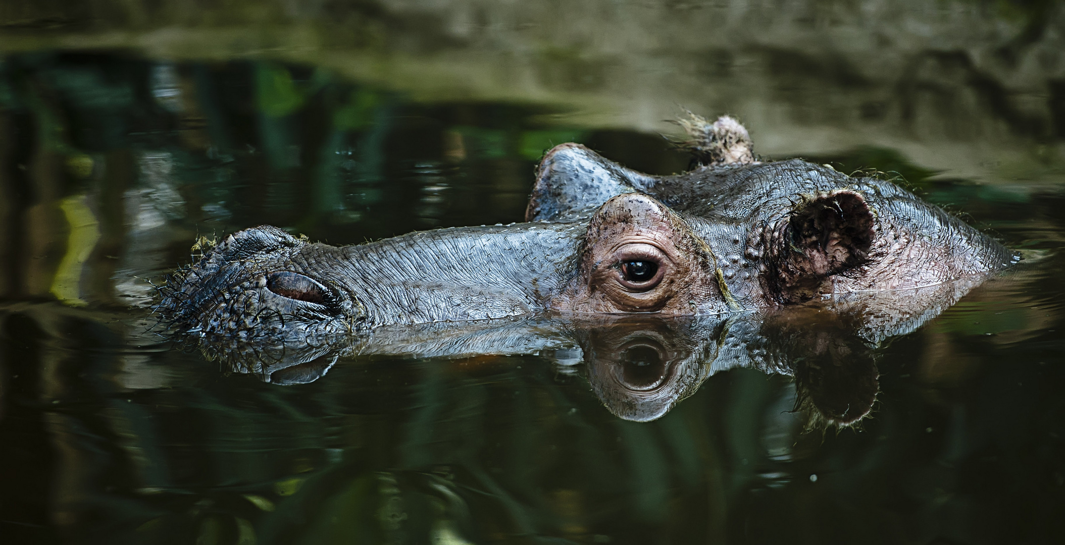 Glubschauge sei wachsam... Foto & Bild tiere, zoo, wildpark