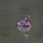 "Glubschauge" - Zwergtaucher mit Beute