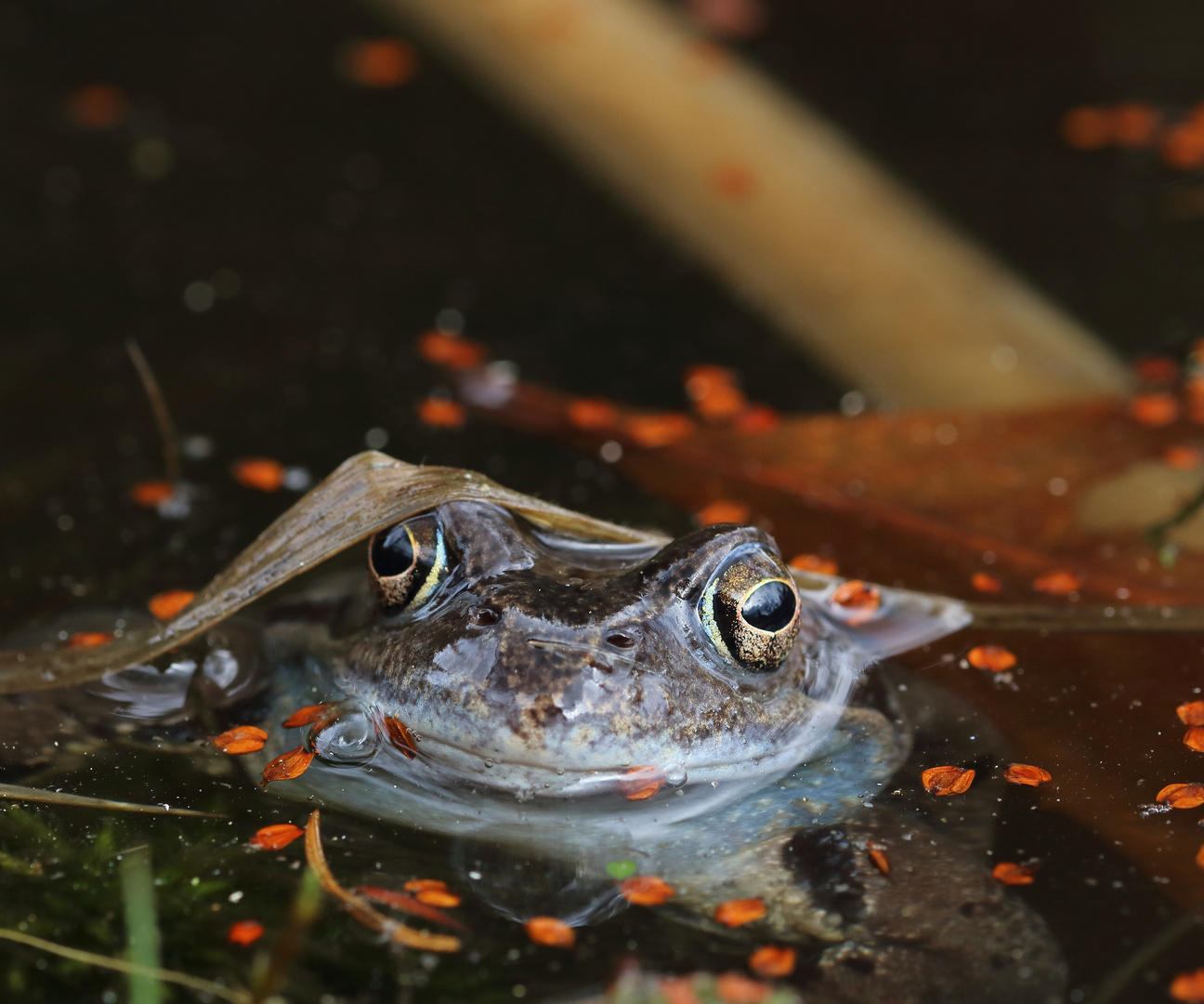 Glubschaugen