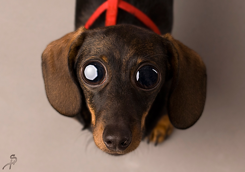 Glubschi Foto & Bild tiere, tierkinder, natur Bilder auf