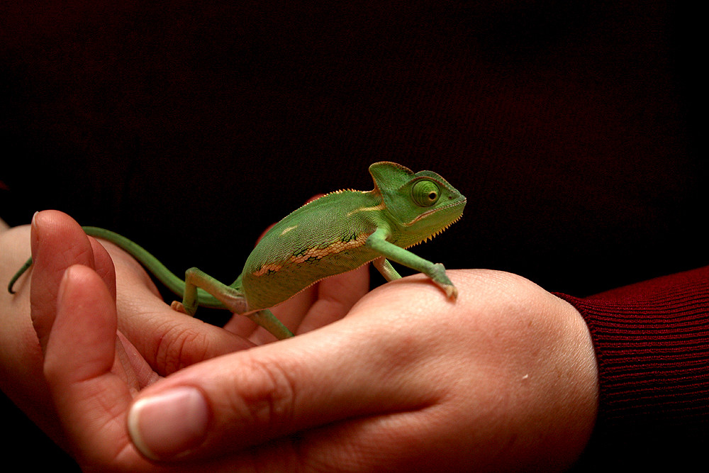 Glubschi Das Chamaleon 3 Foto Bild Tiere Haustiere Terraristik Bilder Auf Fotocommunity