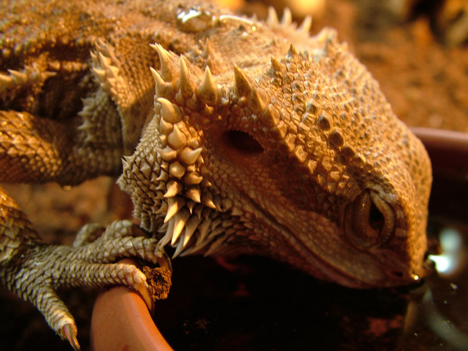 Gluck, gluck, gluck man hab ich einen Durst! Foto & Bild natur