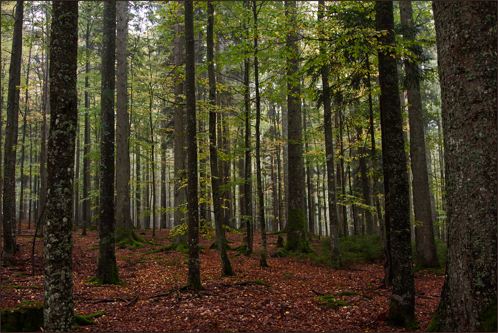 Glucken und Stachelbart-Wald