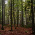 Glucken und Stachelbart-Wald