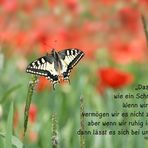 Glück 25