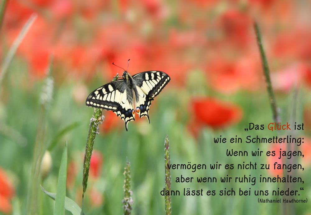 Glück 25