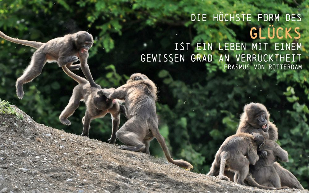 Glück 7 Foto & Bild | karte, affe, glück Bilder auf fotocommunity