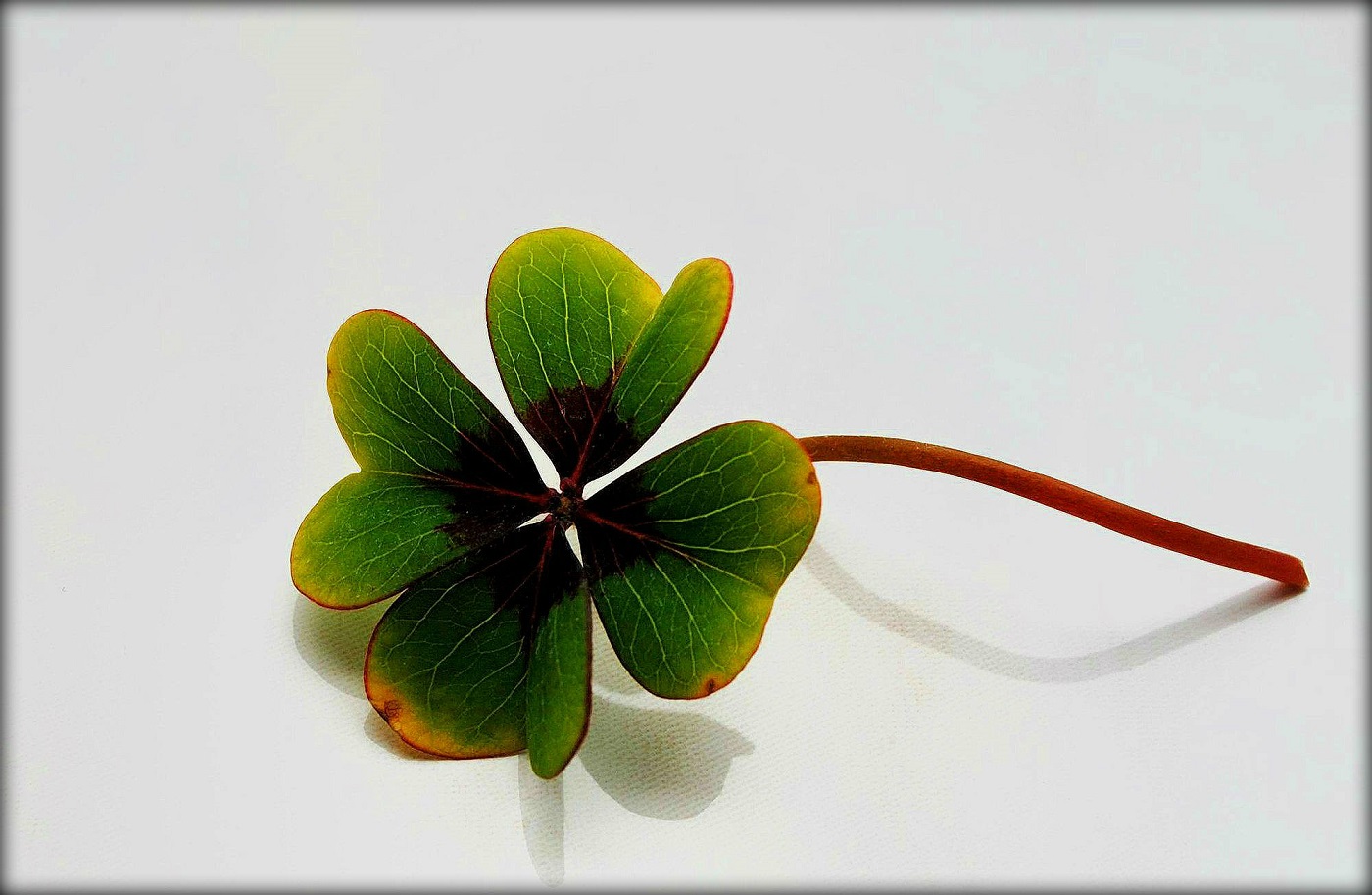 ~ Glück ~ Foto & Bild | pflanzen, pilze & flechten, blüten