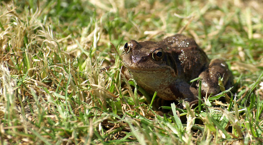 Glück braucht der Frosch...