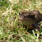 Glück braucht der Frosch...