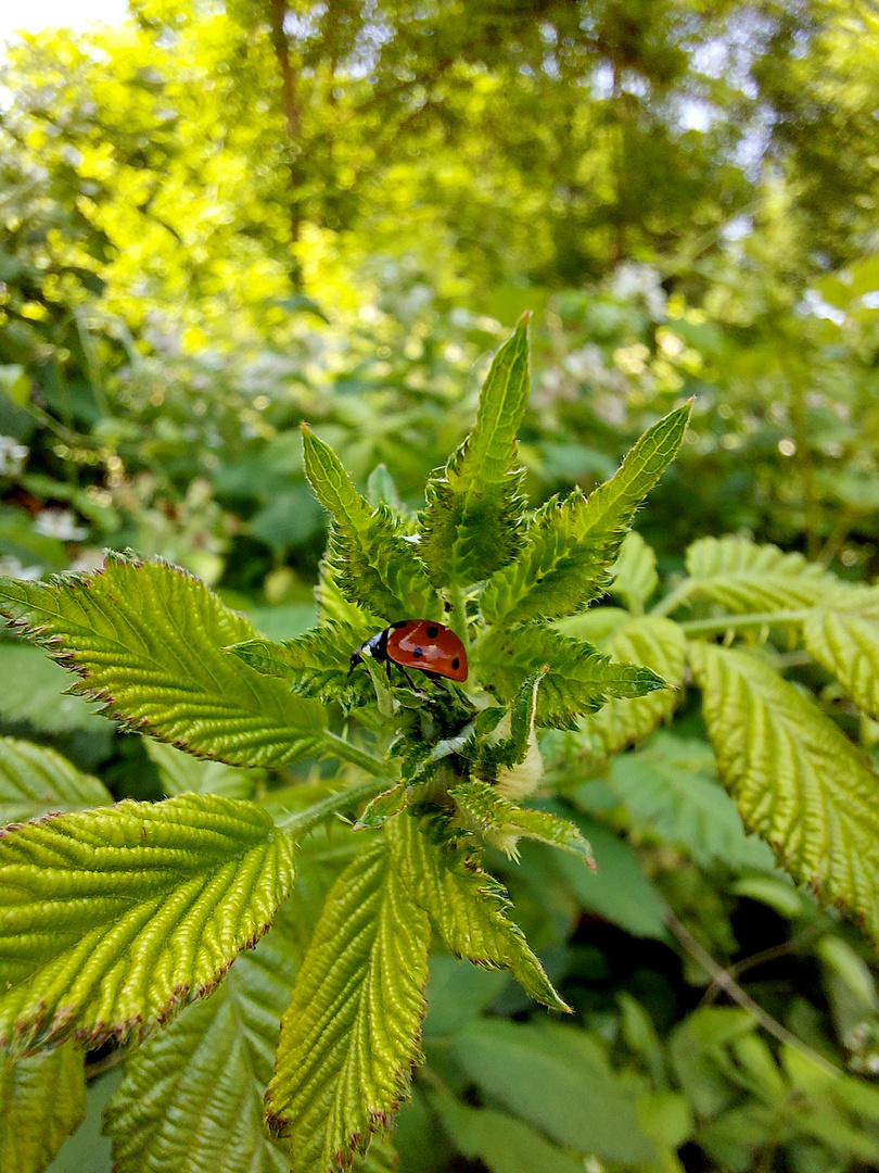 Glück entsteht oft... Marienkäfer