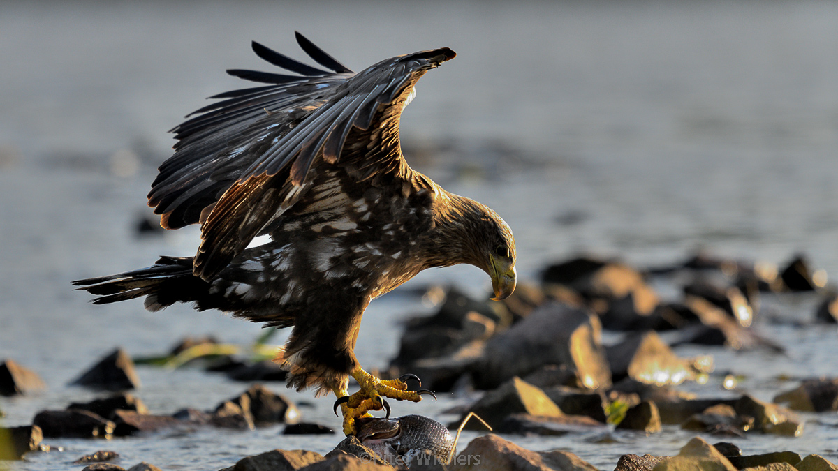 Glück für den Adler und den Fotografen. 