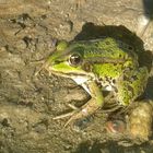 Glück gehabt, Froschen